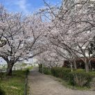 ＳＹホーム近く　多摩川沿いの桜